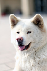 Obraz premium Outdoor close up portrait of a japanese akita inu dog