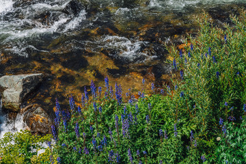 Group of beautiful purple flowers of larkspur near mountain creek close-up. Rich vegetation of highland. Blooming blue flowers on background of spring water stream among in bright sunlight.