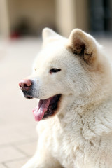Obraz na płótnie Canvas Outdoor close up portrait of a japanese akita inu dog