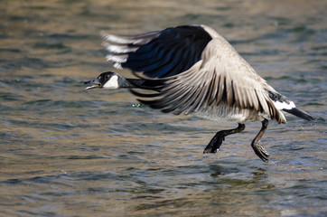Canada Goose Taking to Flight from the River Water