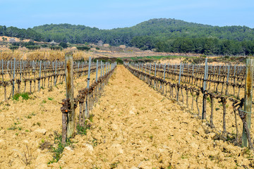 Fototapeta na wymiar Rows of the vineyard in winter.