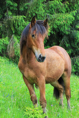 Fototapeta premium Beautiful brown horse near the forest