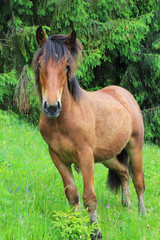 Naklejka na ściany i meble Beautiful brown horse near the forest