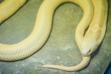 The monocled cobra (Naja kaouthia), also called monocellate cobra, is a cobra species widespread across South and Southeast Asia.