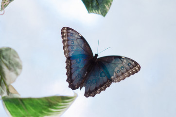 A tropical butterfly  with beautiful blue wings on the white background