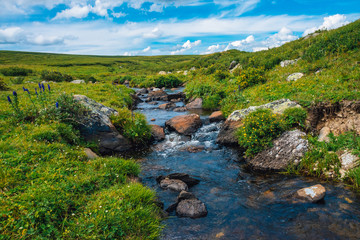 Spring water stream in green valley in sunny day. Rich highland flora. Amazing mountainous vegetation near mountain creek. Wonderful paradise scenic landscape. Paradisiacal sunny picturesque scenery.