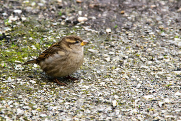 Look of the sparrow