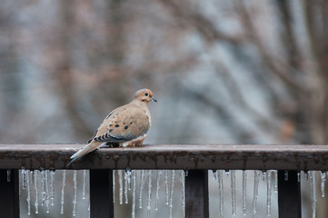 Morning dove pearched on an icy railing