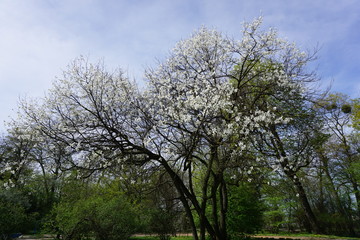 Fototapeta premium tree and sky