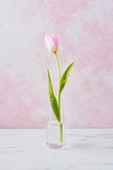 Spring concept. Pink tulip flower in a glass vase on white marble table over pink wall background. Herald of spring. Copy space for text.
