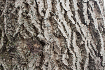 tree bark close-up