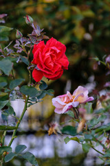 Red rose on a bush