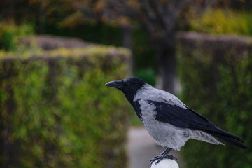 Crow on the guard
