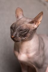 cat breed Sphynx on a gray background