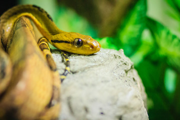 Dog-toothed cat-eye (Boiga cynodon) in the snake farm. Boiga cynodon, commonly known as the dog-toothed cat snake, is a nocturnal species of rear-fanged colubrid snake endemic to Asia.