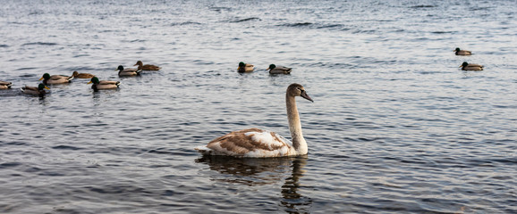 migratory birds, ducks and swans swim in a park on a lake / river. background.