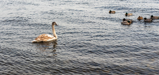 migratory birds, ducks and swans swim in a park on a lake / river. background.