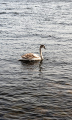 migratory birds, ducks and swans swim in a park on a lake / river. background.