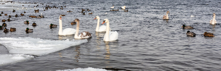 migratory birds, ducks and swans swim in a park on a lake / river. background.