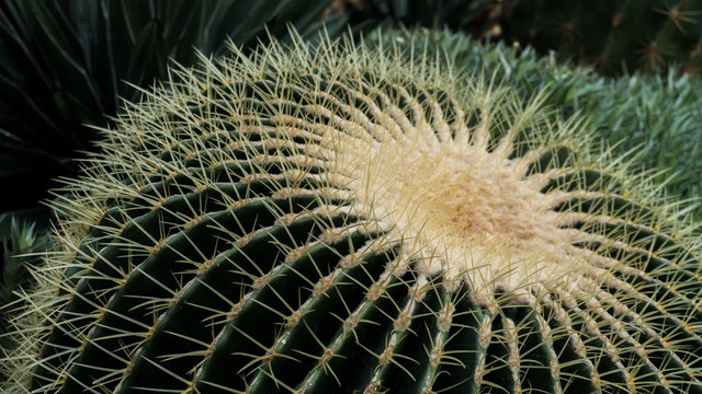 close up of a cactus