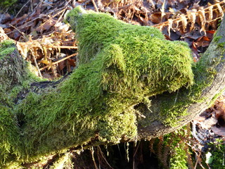 Moosbewachsener alter Baumstamm im Wald