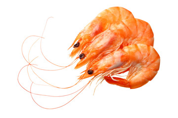 shrimps isolated on a white background. top view