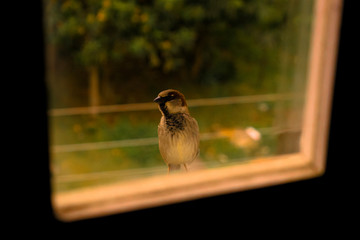 bird in the window