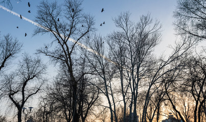 dark trees in the park against the blue sky. orange sunset on the background of residential buildings. birds fly in the sky. you can see the moon.
