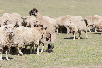Sheep in a field mating