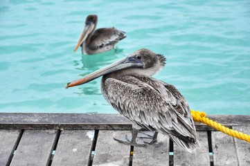 Two Pelicans by a wooden pier in Aruba, one perched and other floating in turquoise water