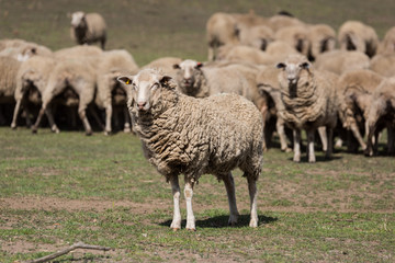 Obraz premium flock of sheep