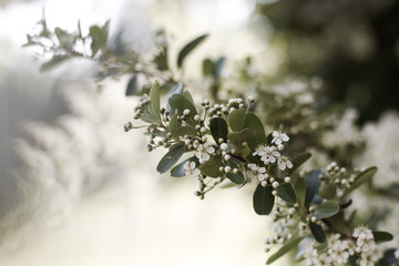 branch of a tree