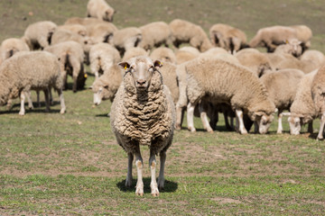 Sheep in a paddock