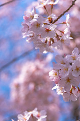 Obraz premium full bloom beautiful pink cherry blossoms flowers ( sakura ) in springtime sunny day with blue sky natural background