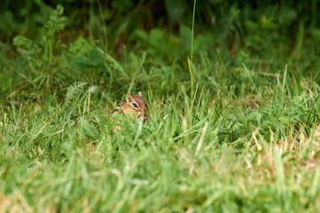 A tiny little chipmunk munching on something in the grass