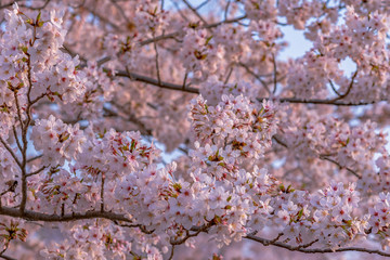 full bloom beautiful pink cherry blossoms flowers ( sakura ) in springtime sunny day with blue sky natural background