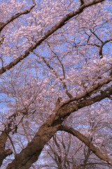 full bloom beautiful pink cherry blossoms flowers ( sakura ) in springtime sunny day with blue sky natural background