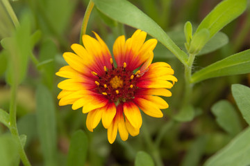 blanketflower gaillardia