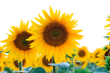field of sunflowers, blooming yellow sunflowers