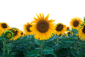 field of sunflowers, blooming yellow sunflowers