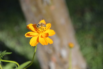 flower with bee
