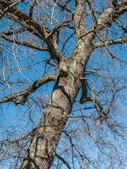 Fototapeta premium barren maple tree background