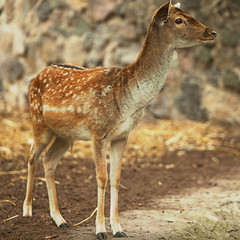 deer in nature, animal photo