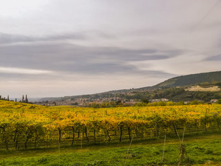 Scenic view of the freshly harvested grape fields in autumn in Valpolicella