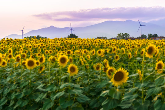 Pale eoliche della Valdera al tramonto con Campo di Girasoli in primo piano e Monte Serra sullo sfondo