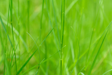 Art abstract green spring background or natural background with fresh grass. Selective focus.