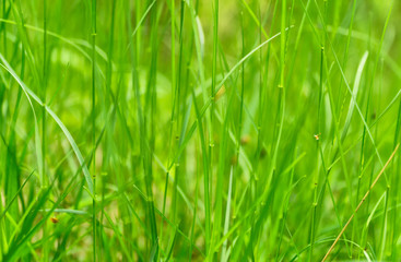 Art abstract green spring background or natural background with fresh grass. Selective focus.