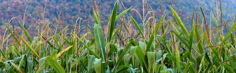 Fototapeta premium Corn Field Detail