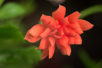 Obraz premium Kalanchoe Blooming