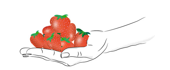 the sketch of the hand with a handful of red strawberries